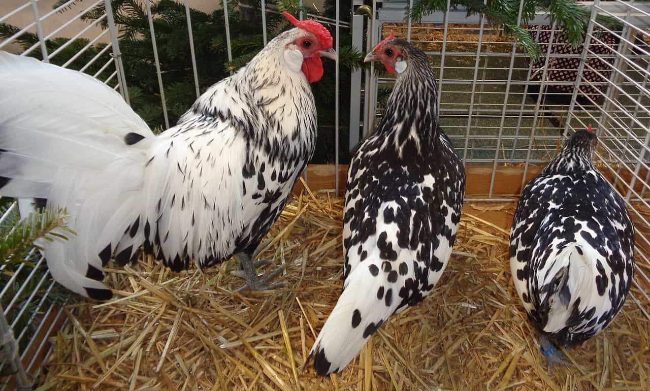 Hamburg Chickens’ Habitat