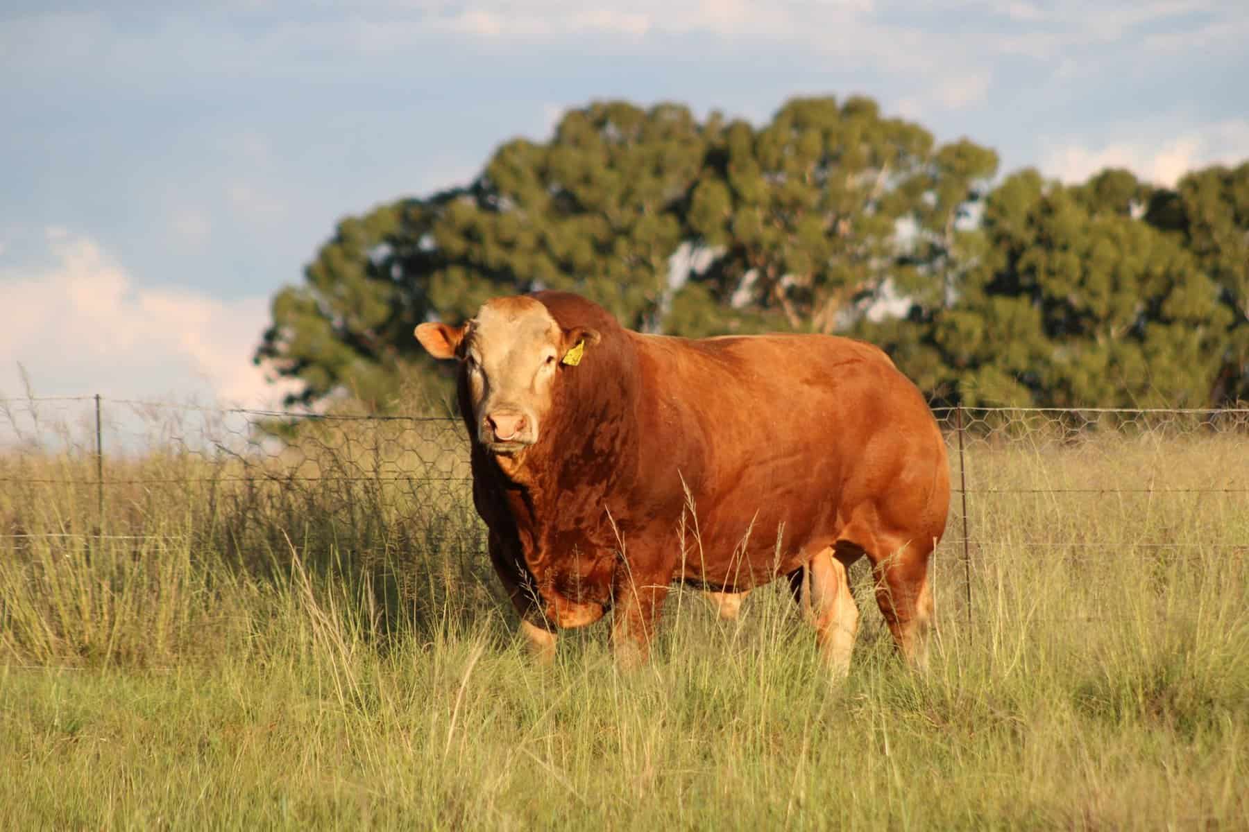 Limousin Beef Quality