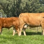 Limousin Cattle Breeders