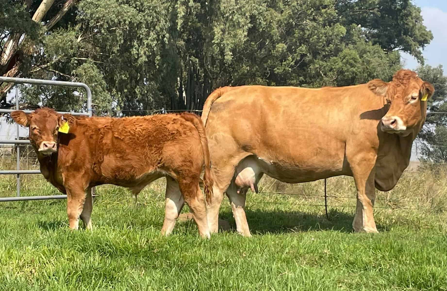 Limousin Cattle Breeders