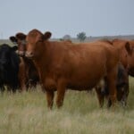 Limousin Cattle Milk Quality