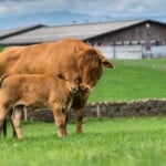 Limousin Cattle Origins