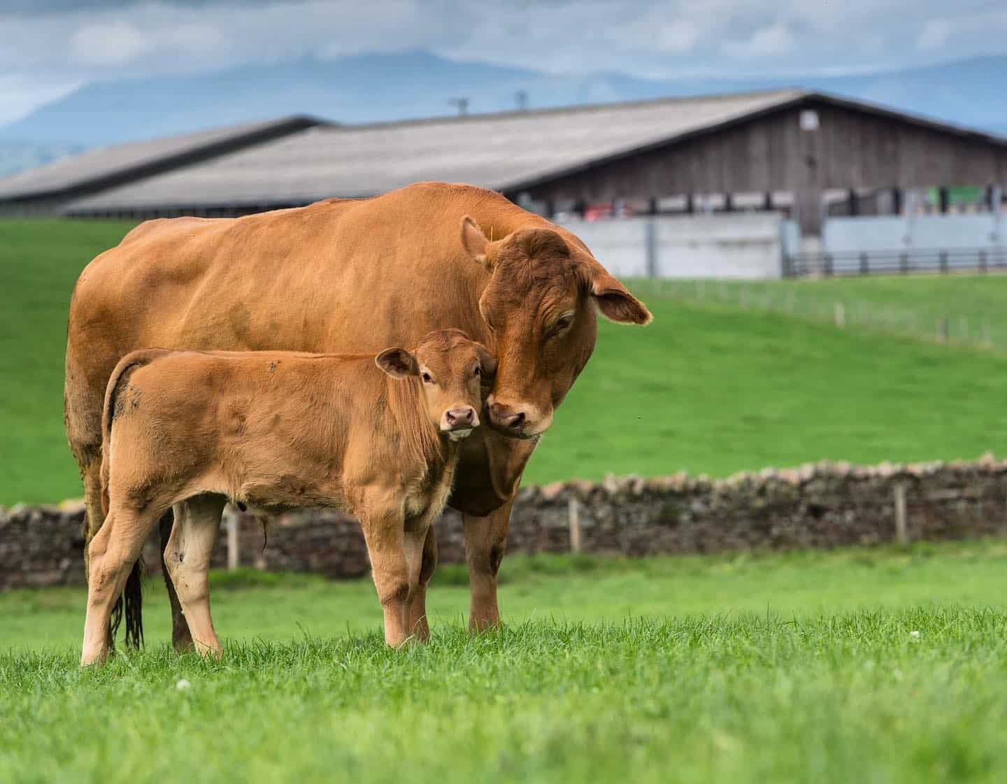 Limousin Cattle Origins