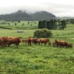 Limousin Cow Herd