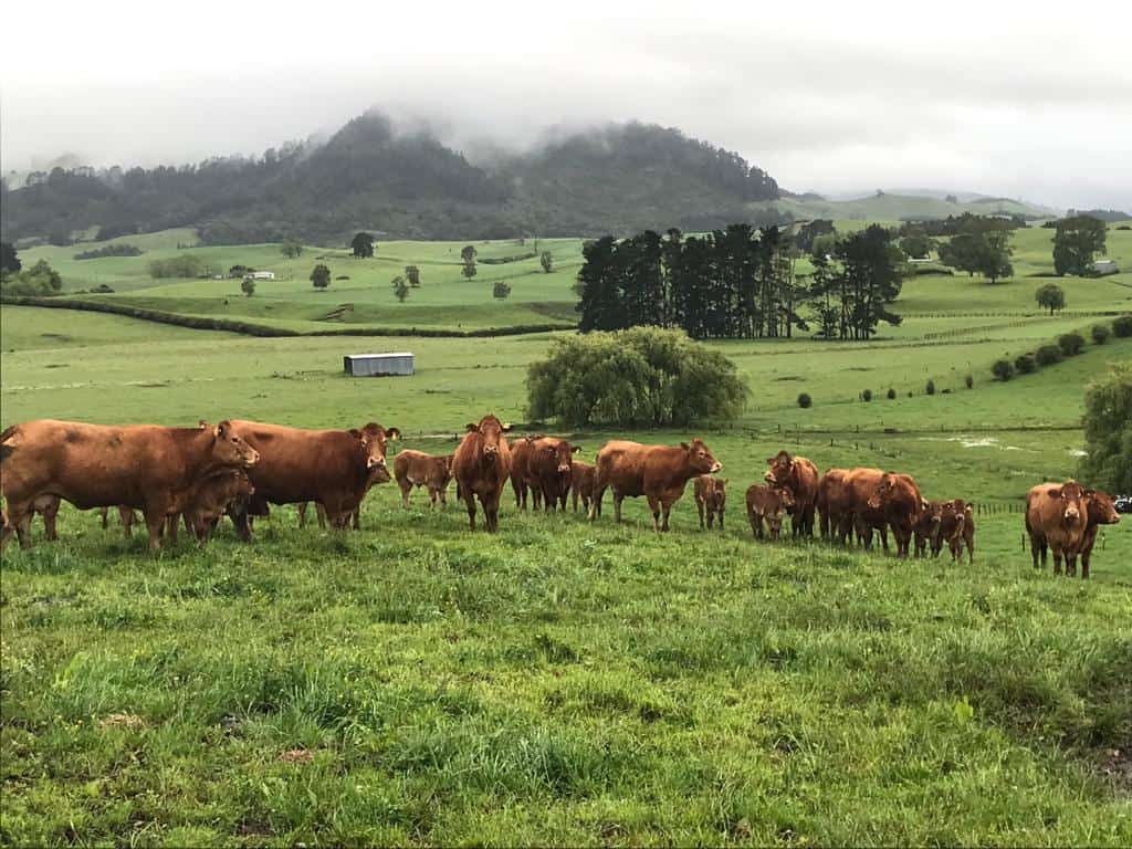 Limousin Cow Herd
