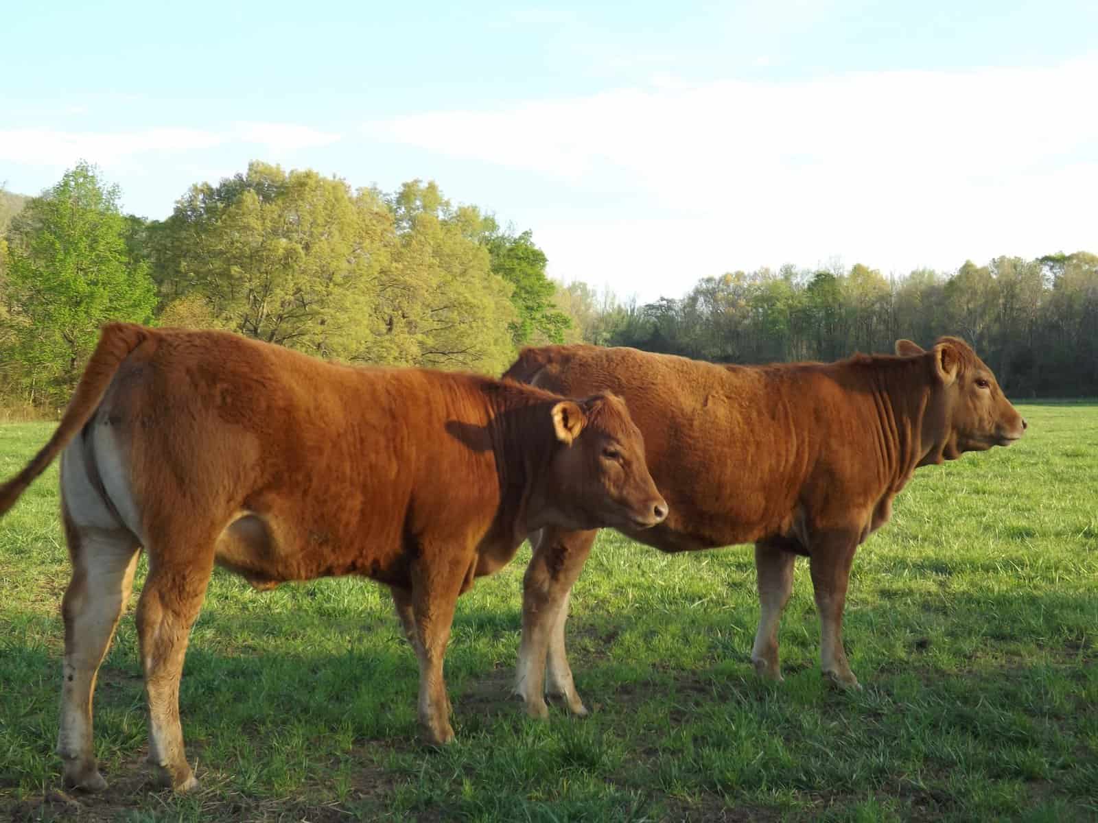 Limousin Cow heifers
