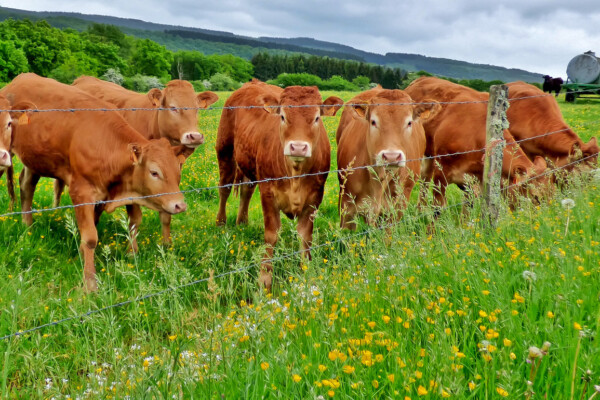 Limousin Cows – Breed Profile, Characteristics and Facts