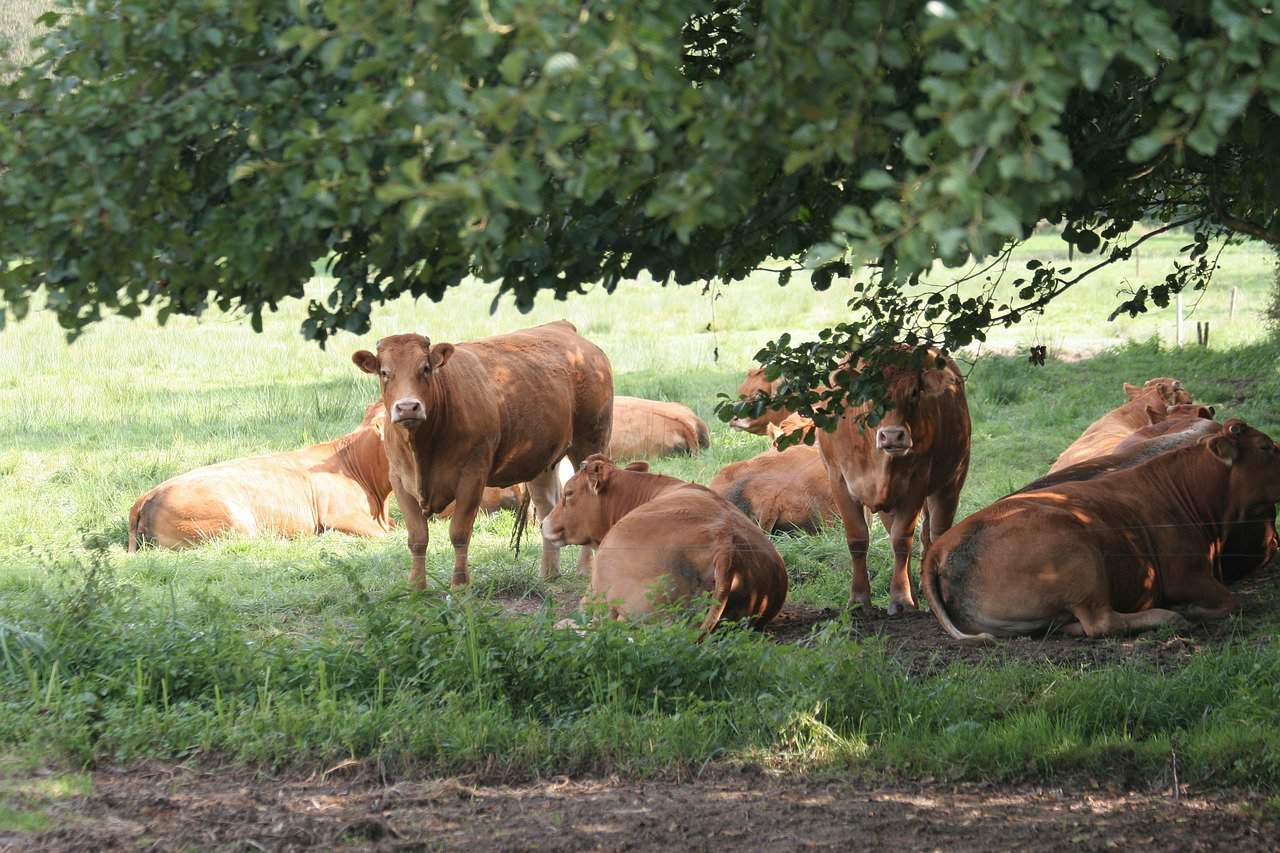 Limousin Cows Statistics