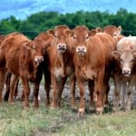 Limousin Crossbreeding