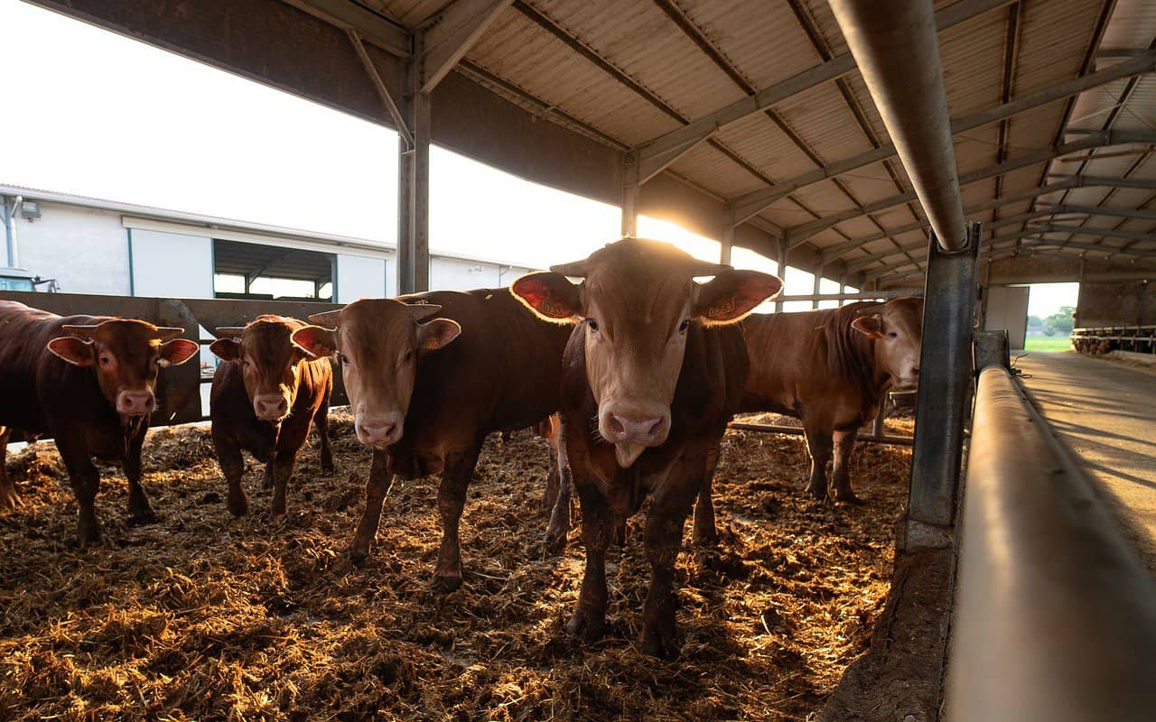 Limousin-Holstein Friesian Cross Breeds Versus Purebred Limousin Cows