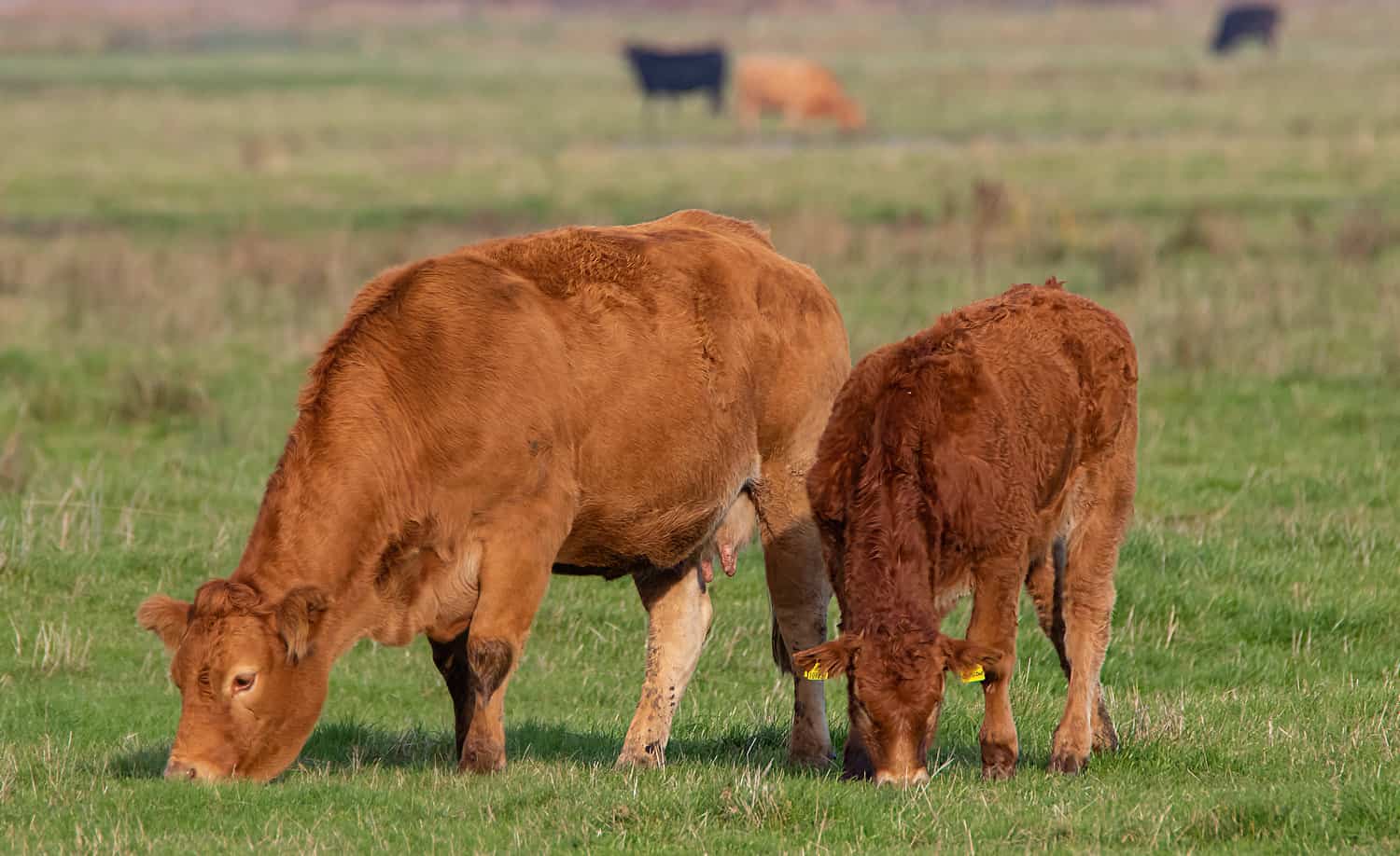 Limousin cattle Grazing