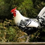 Silver-Spangled Hamburg rooster