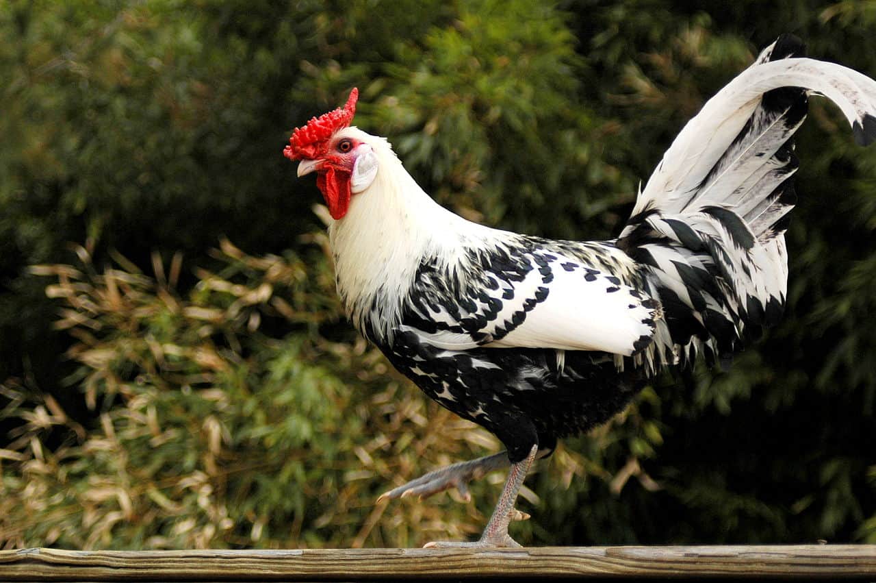 Silver-Spangled Hamburg rooster