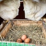 Amberlink Chickens Egg Laying