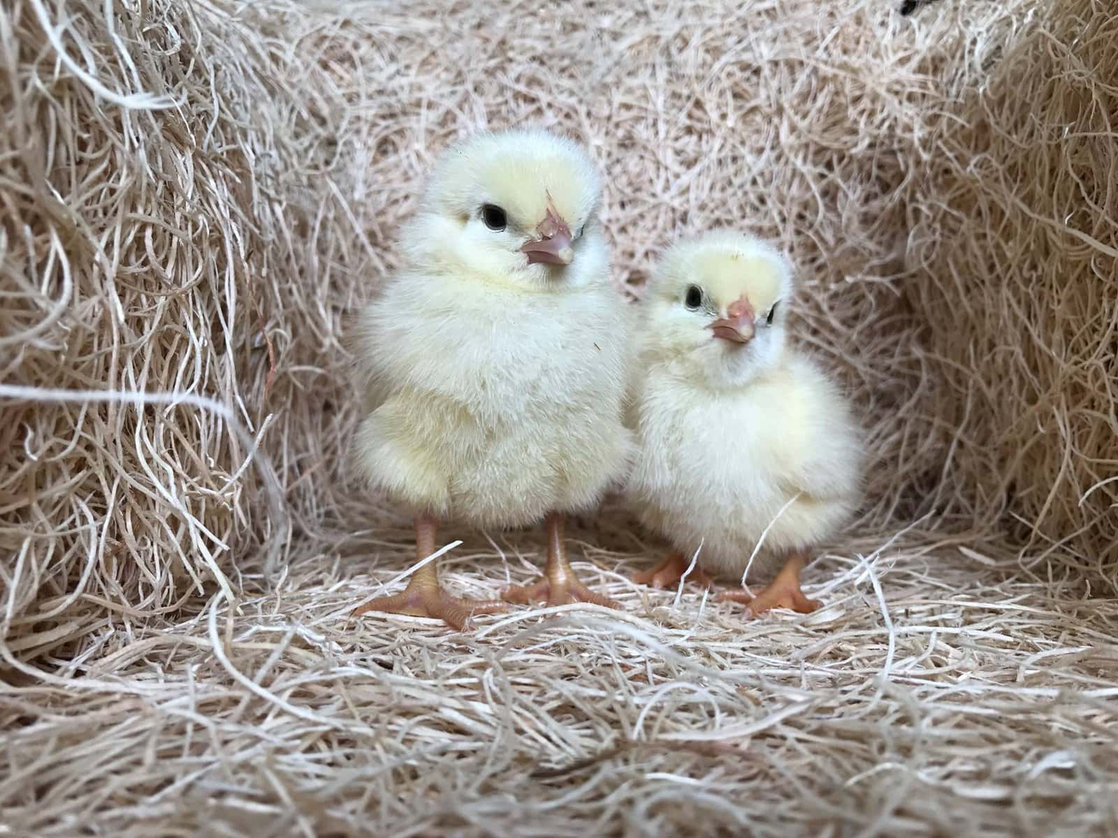 Amberlink Chicks