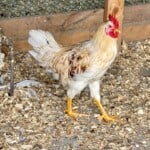 Amberlink Rooster