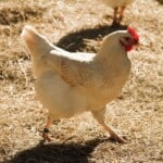 Amberlink chicken origins