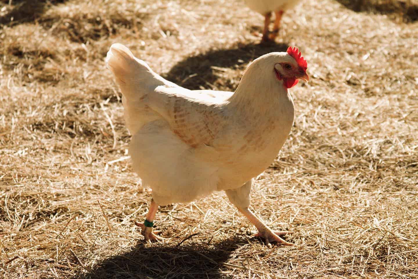 Amberlink chicken origins