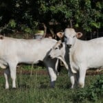 Chianina Cows Appearance