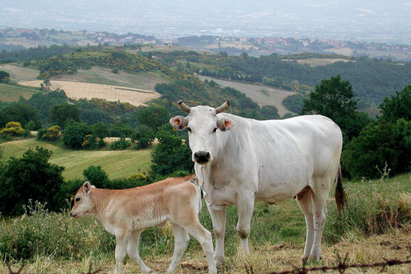 Chianina cows