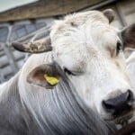 Should You Get a Chianina Cow
